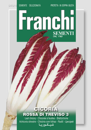 Čakanka puková červená - TREVISO