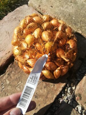 Cibuľa sadzačka CENTURION F.1 500 gr. 14/21 mm