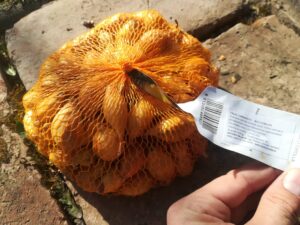 Cibuľa sadzačka CORRADO F1 14/21 mm