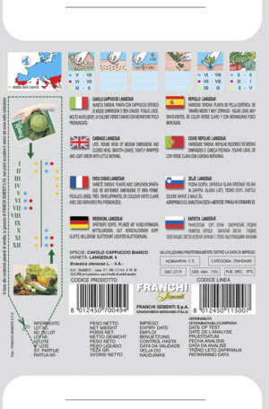 Kapusta hlávková - LANGEDIJK