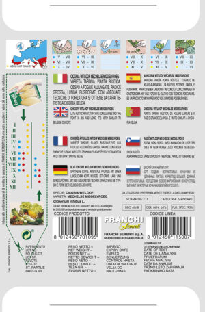 Čakanka puková - WITLOOF MECHELSE MIDDELVROEG